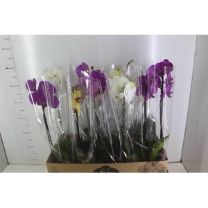 PHALAENOPSIS MIX P12