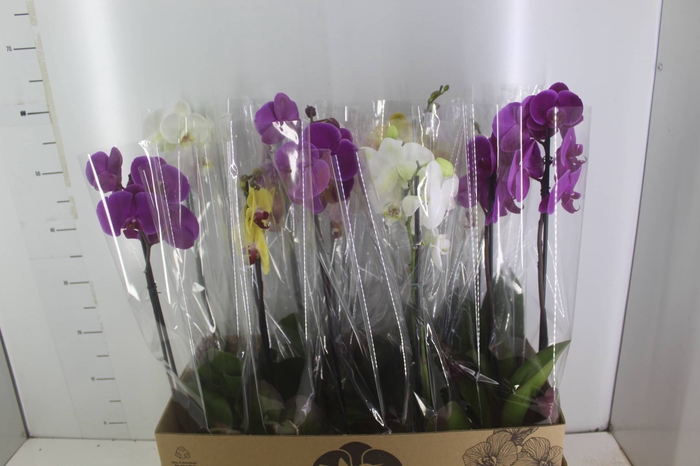 <h4>PHALAENOPSIS MIX P12</h4>