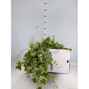 Hedera helix 'Goldchild'
