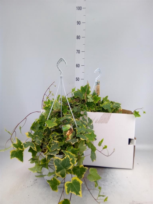 <h4>Hedera helix 'Goldchild'</h4>