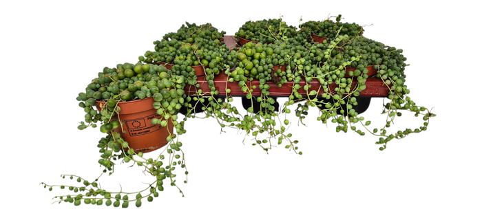 <h4>SENEC ROWLEYANUS</h4>