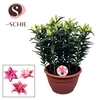Roselily Pink XL 15pp