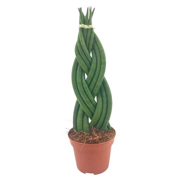 <h4>Sansevieria Cylindrica Braided 9 cm</h4>