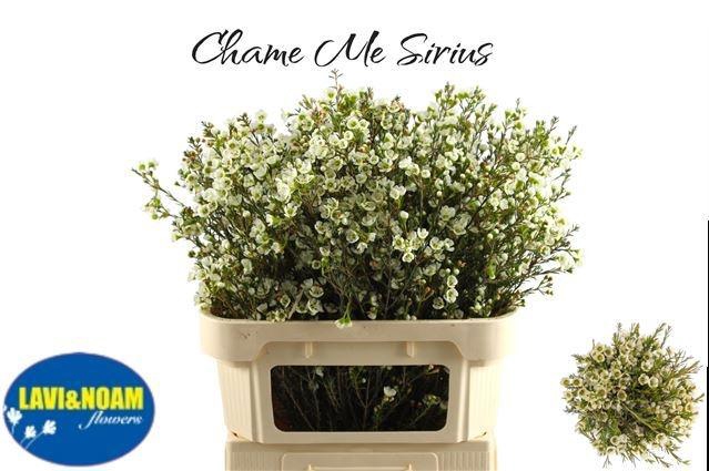 <h4>CHAME ME SIRIUS</h4>