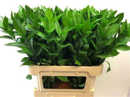 <h4>Ruscus Hypophyllum</h4>