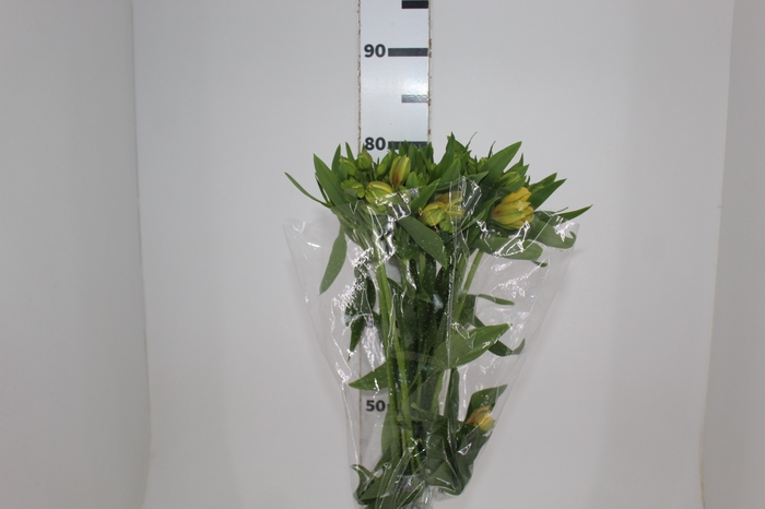 <h4>ALSTROEMERIA ALOHA 080 CM</h4>