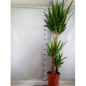 Yucca