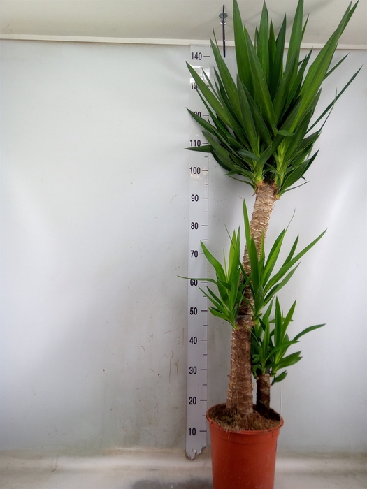 <h4>Yucca</h4>