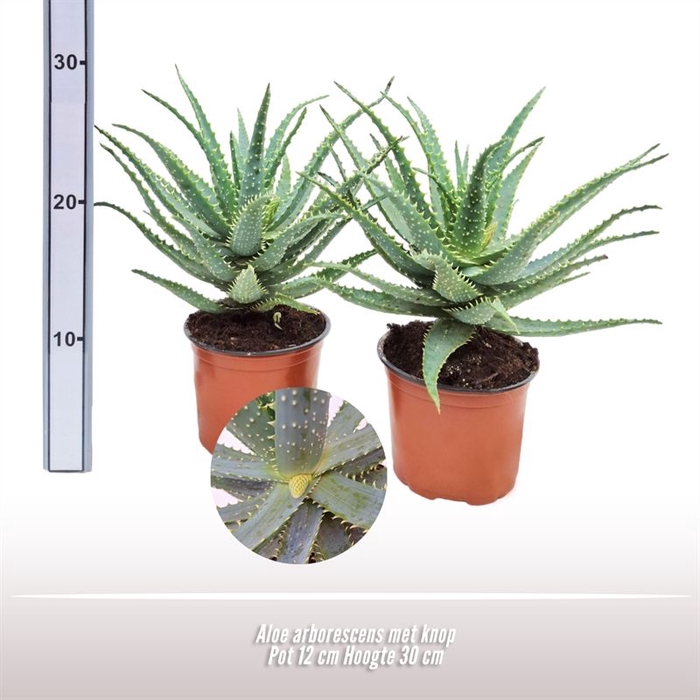 <h4>Aloe Arborescens</h4>