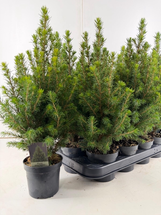 <h4>PICEA GL PERFECTA</h4>