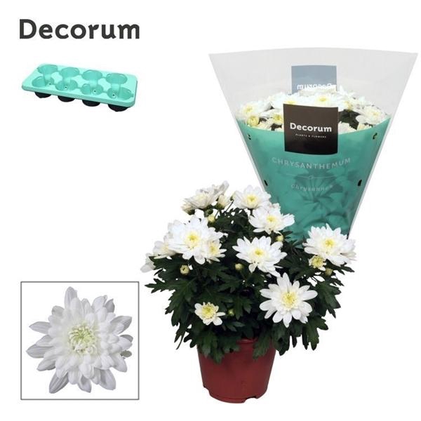 <h4>Chrysanthemum Indicum Grp 'Chrystal White'</h4>