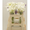 Calla White Mambo