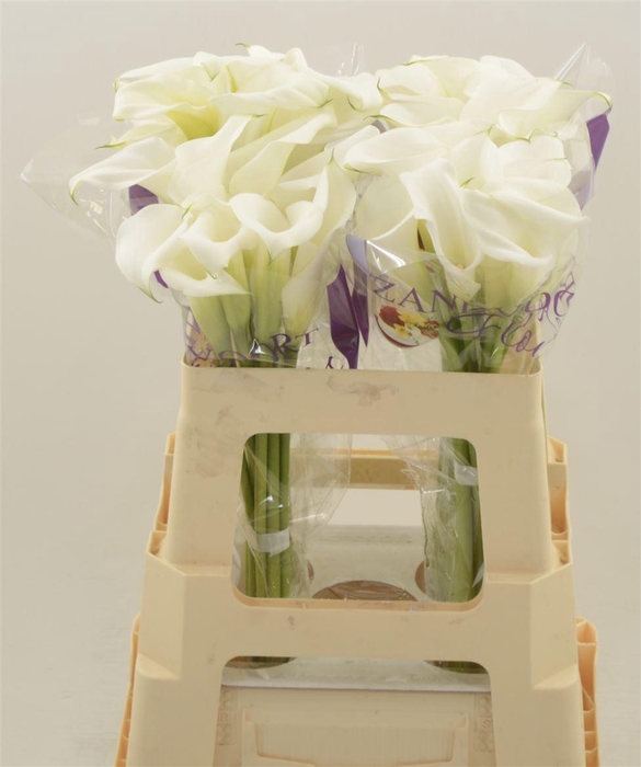 <h4>Calla White Mambo</h4>