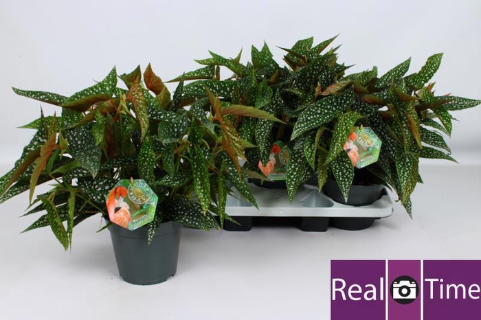 <h4>BEG DOUBLE DOT</h4>