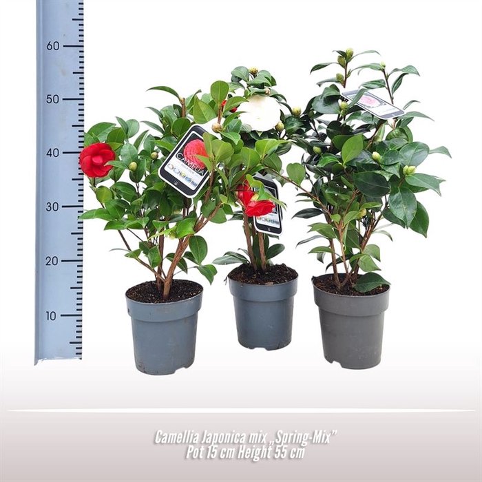 <h4>Camellia Japonica mix</h4>