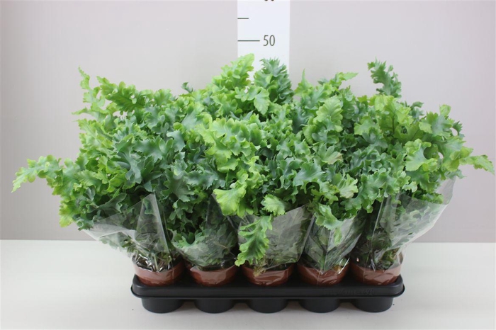 <h4>Phlebodium Aureum 'davana'</h4>