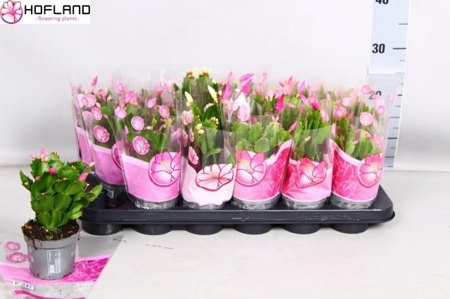 <h4>SCHLUMB GEM 3 KL</h4>