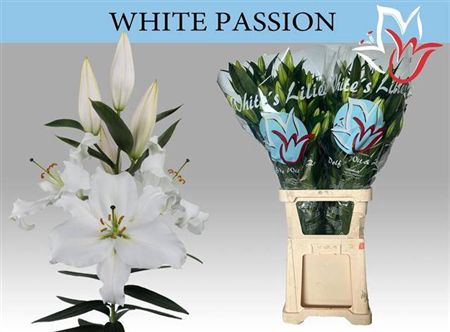 <h4>Li Or White Passion</h4>