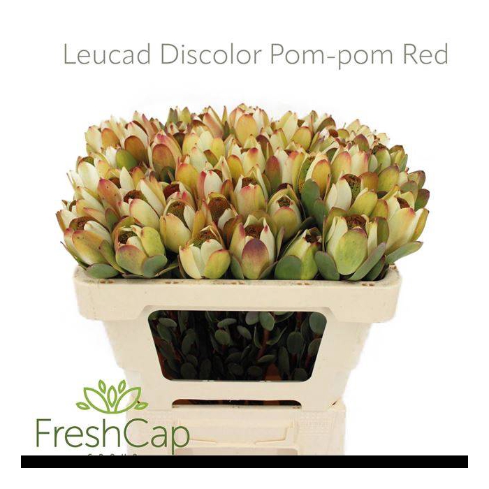 <h4>LEUCAD DISC POM-POM</h4>