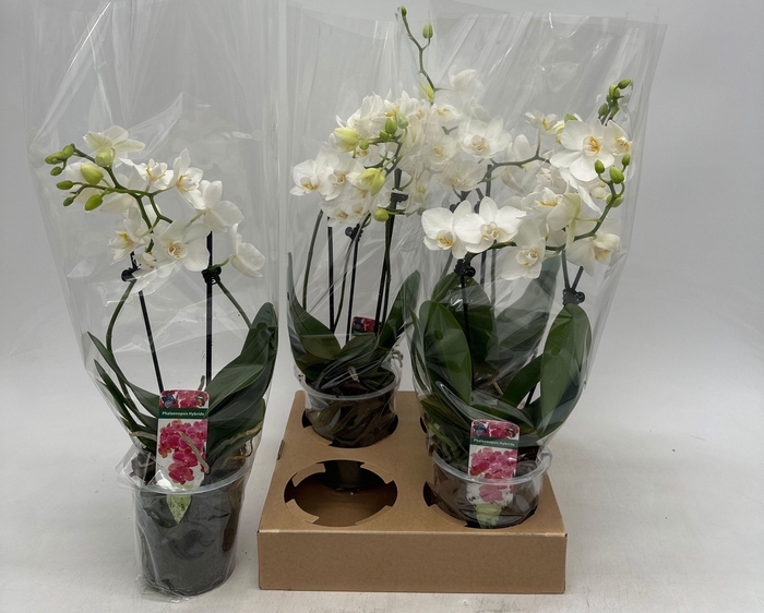 <h4>PHAL OV WIT</h4>