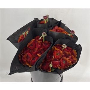 Ran Suc Ex Brownie Marrone