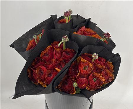 <h4>Ran Suc Ex Brownie Marrone</h4>