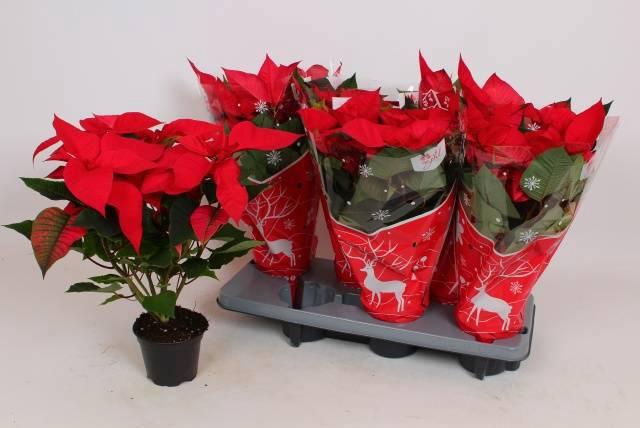 <h4>EUPHOR P MARS</h4>