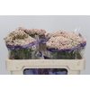 Ozothamnus Cooks Pink