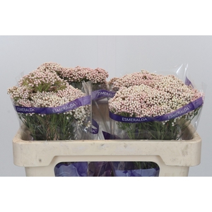 Ozothamnus Cooks Pink