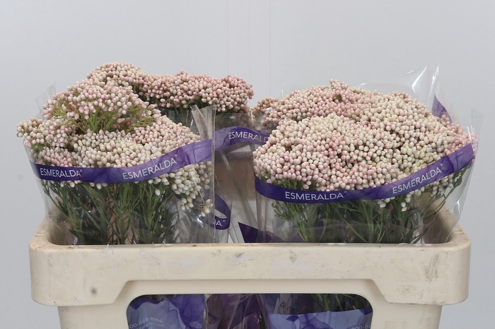 <h4>Ozothamnus Cooks Pink</h4>