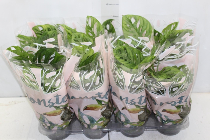 <h4>MONSTERA OBLIQUA ADANSONII P15</h4>