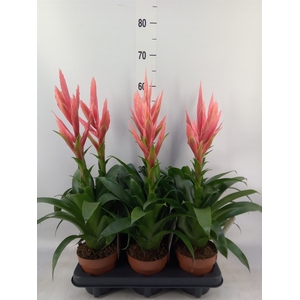 Tillandsia  'Ziva'