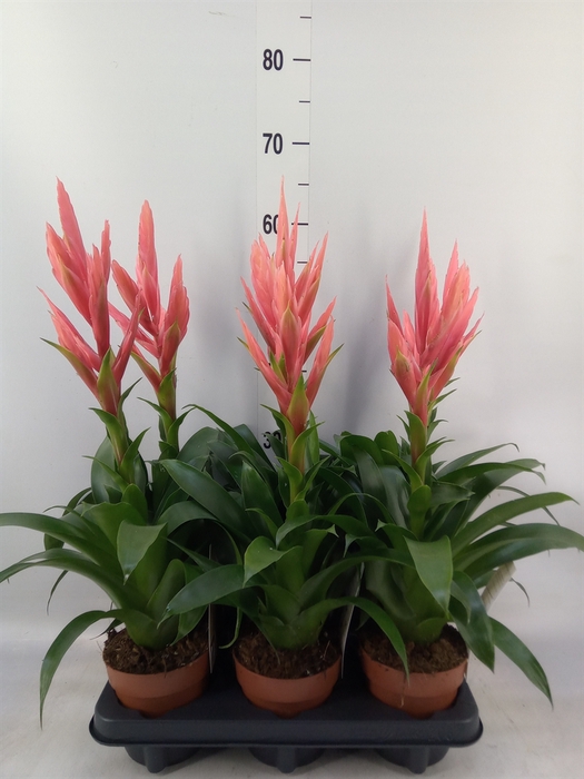 <h4>Tillandsia  'Ziva'</h4>