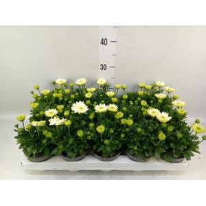 Osteospermum  '3D White'