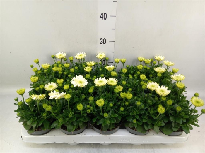 <h4>Osteospermum  '3D White'</h4>