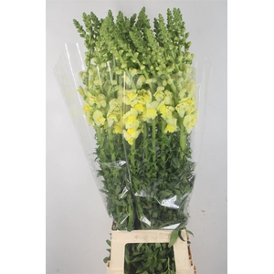 ANTIRRHINUM IT. YELLOW*