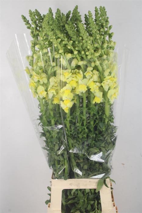 <h4>ANTIRRHINUM IT. YELLOW*</h4>