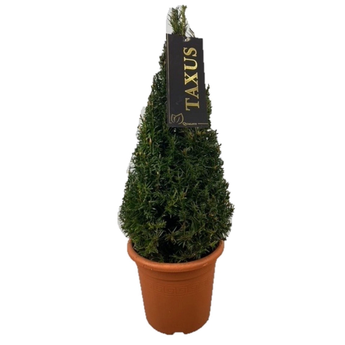 <h4>Taxus baccata</h4>