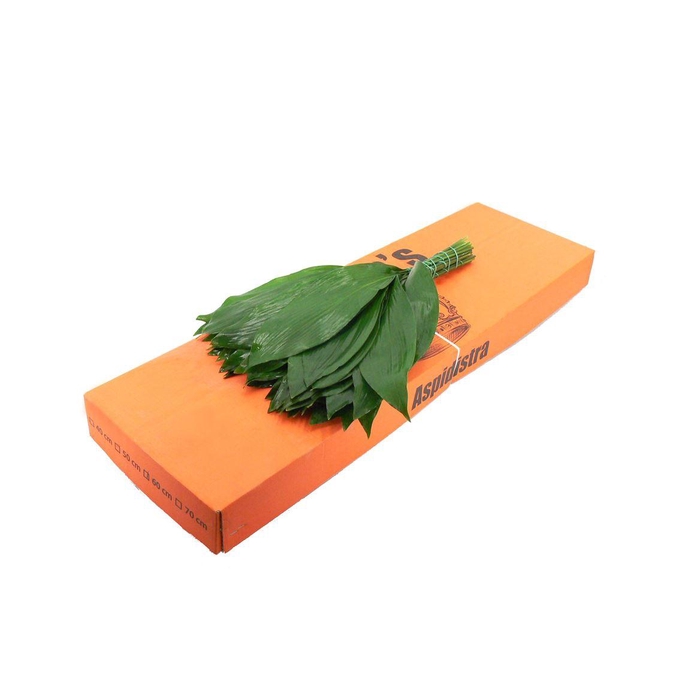 <h4>Aspidistra 60cm Queens</h4>
