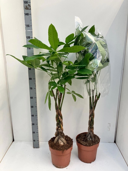 <h4>PACHIRA AQUATICA</h4>