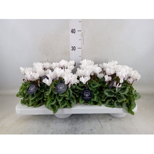 Cyclamen KL   ...patio