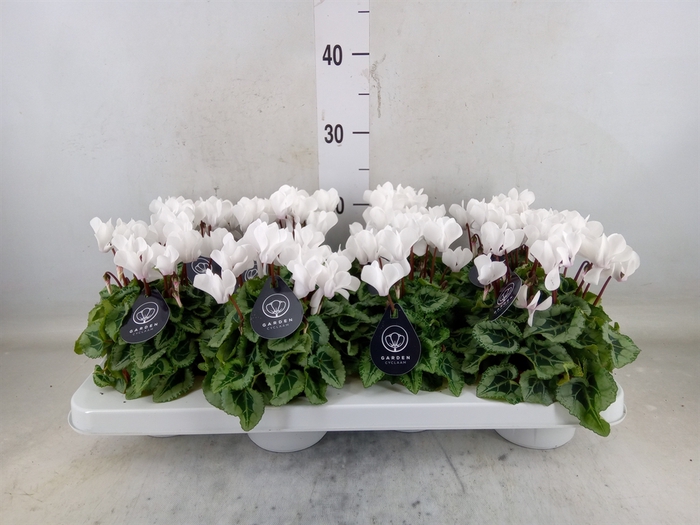 <h4>Cyclamen KL   ...patio</h4>