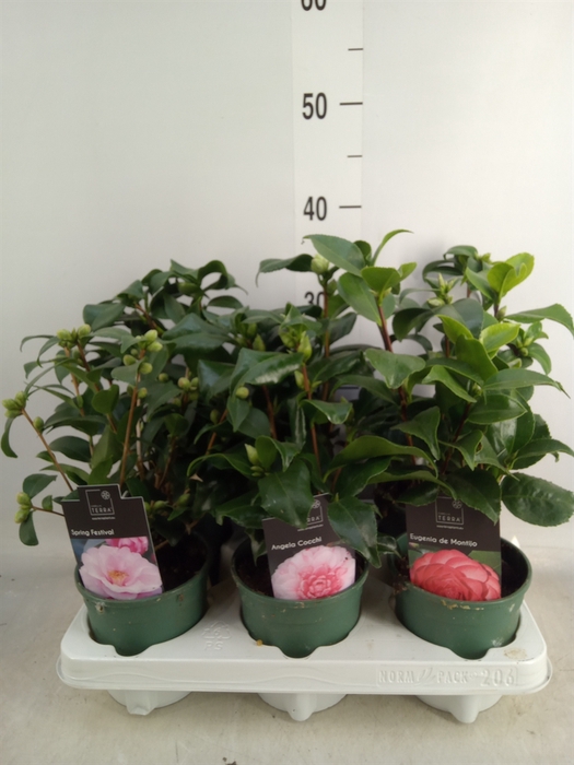 <h4>Camellia japonica</h4>