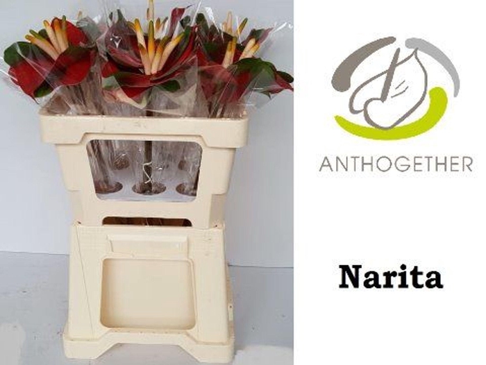 <h4>Anthurium andr. 'Narita'</h4>