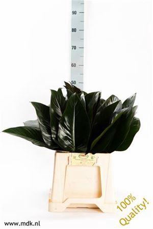 <h4>Philodendron Red Beauty</h4>