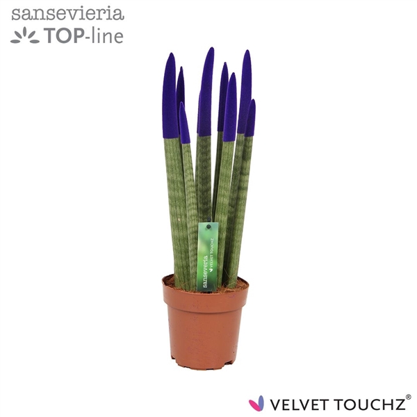 <h4>Sansevieria VELVET TOUCHZ® Paars</h4>