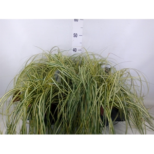 Carex hachijoensis 'Evergold'
