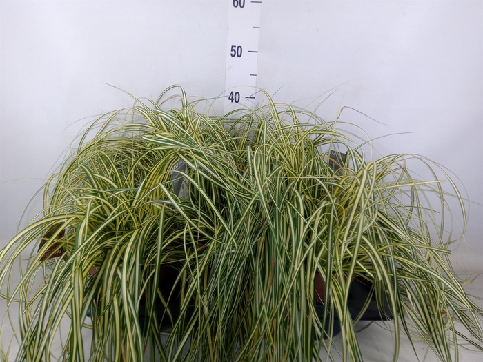 <h4>Carex hachijoensis 'Evergold'</h4>