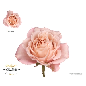 Rosa Premium Sahara