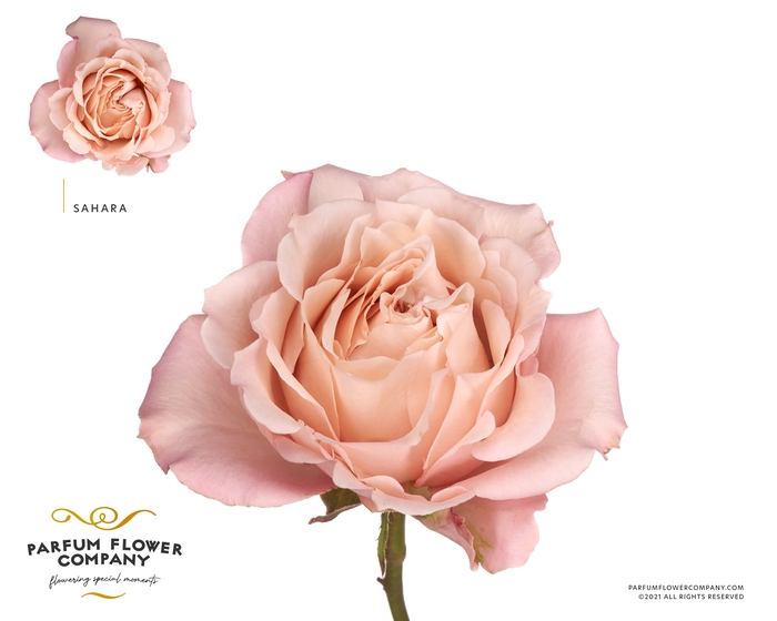 <h4>Rosa Premium Sahara</h4>